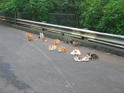 Herd of cats